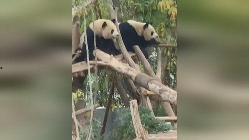 熊猫做起了吃瓜群众,围观吃瓜界的欢乐时光