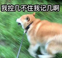 狗子吃瓜群众表情包,揭秘网络表情包背后的趣味与智慧