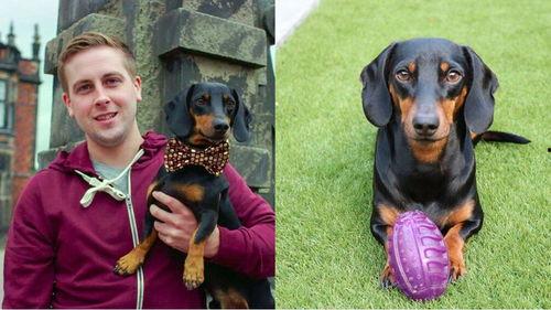 吃瓜群众训狗视频,看他们如何驯服顽皮狗狗