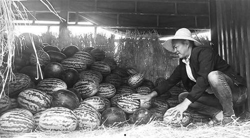 徐水吃瓜群众事件真相,揭开真相背后的网络迷雾