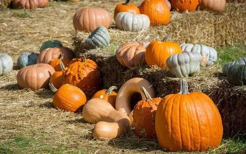 吃瓜群众果干,一场甜蜜的瓜界狂欢