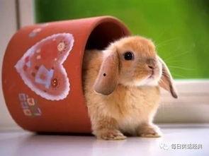 兔子姬吃瓜群众,吃瓜群众的趣味解读