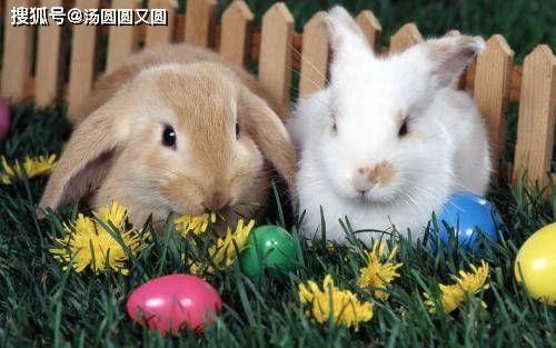 兔子姬吃瓜群众,吃瓜群众的趣味解读