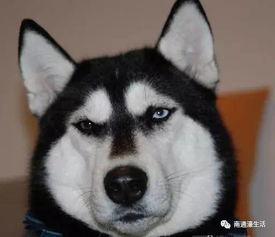 天雷滚滚吃瓜群众,吃瓜群众围观娱乐圈风云