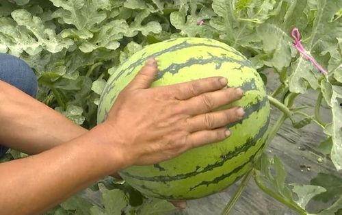 吃瓜群众快来猜,吃瓜群众快来猜，明星背后的故事大揭秘！