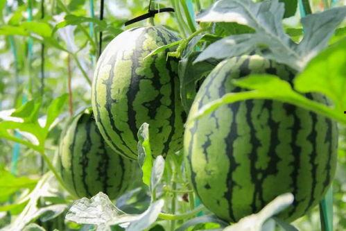 吃瓜群众素采,一场全民参与的娱乐盛宴